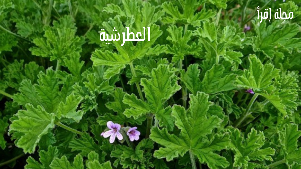 عشبة العطرشية