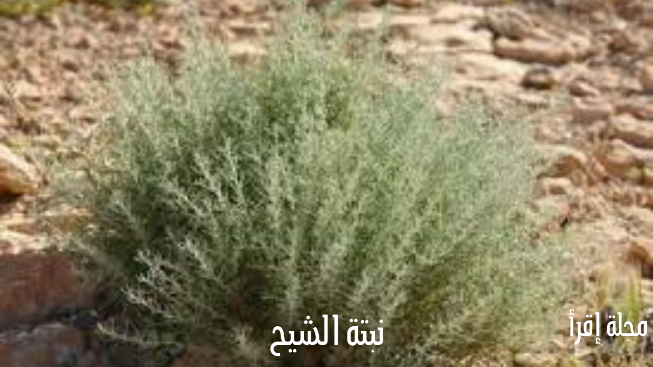 فوائد ومضار عشبة الشيح